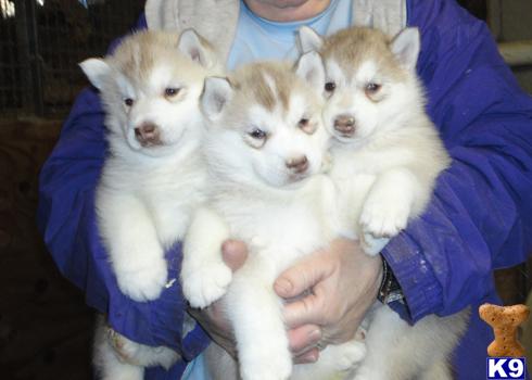 Puppies in MA